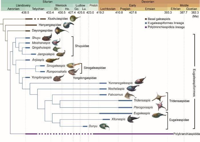 盔甲鱼类的系统发育关系及地史分布。　中科院古脊椎所 供图