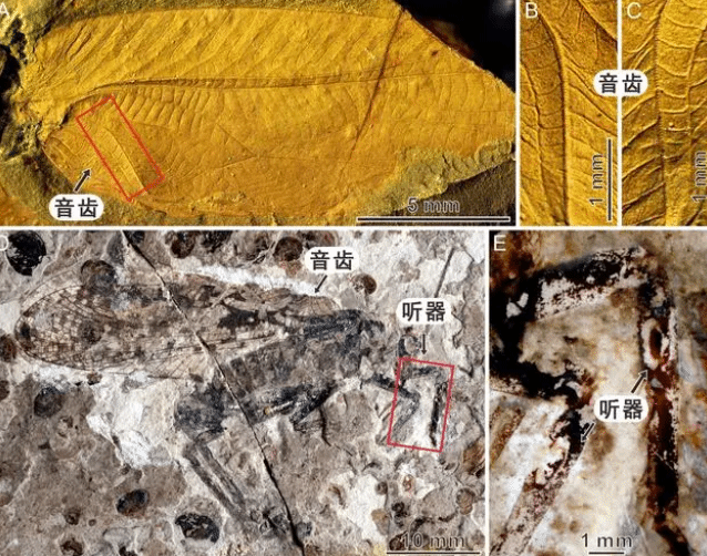 2亿年前蝈蝈嗓门有多高？化石研究得出答案