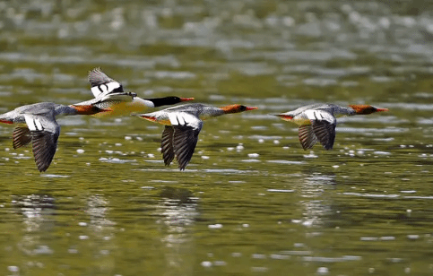 中华秋沙鸭栖息地：保护力度不断加大 生态环境持续向好