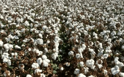 2022年全国棉花总产量597.7万吨 比上年增长4.3%