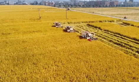 浙江嵊州种粮户探索外出承包种粮 走出致富路