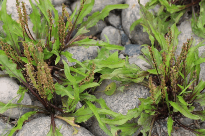 四川首次发现珍稀濒危植物丰都车前