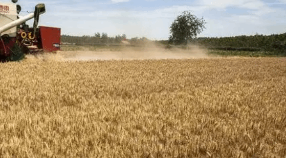 农业农村部：采取超常举措抢收小麦 确保夏粮应收尽收