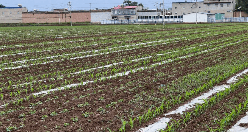 山西大豆玉米带状复合种植：“小地块”有“大丰收”
