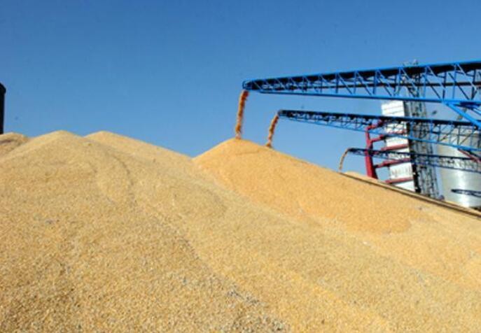 主产区累计收购小麦超三千八百万吨 完成预计旺季收购量约六成