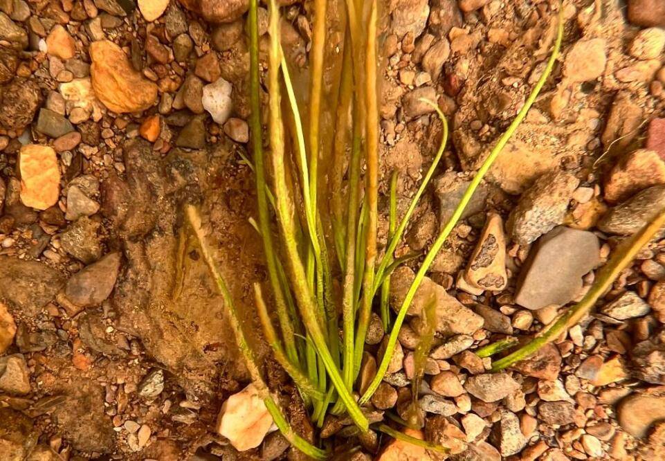 国家一级重点保护野生植物高寒水韭再现香格里拉