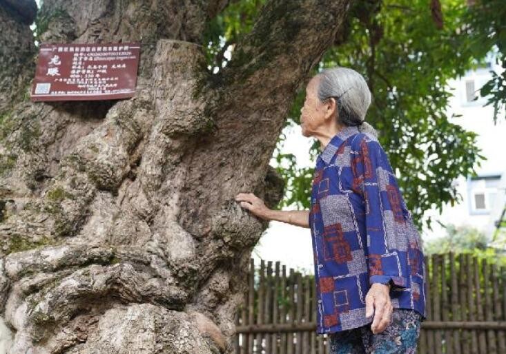 守护“有生命的文物” 广西多地“为树让路”