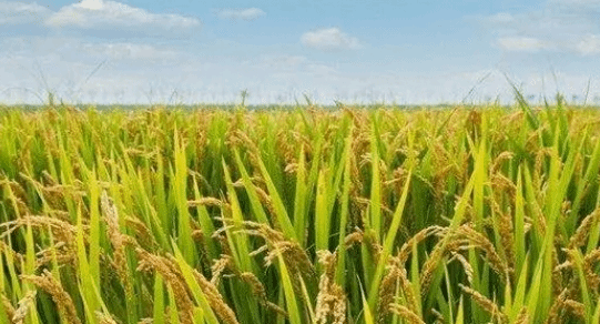 产量“五连跳” 我国杂交水稻累计推广面积达90亿亩