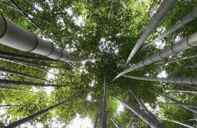 我国力争2025年初步建立“以竹代塑”产业体系