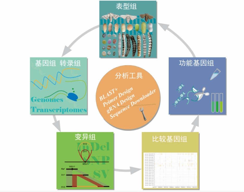 我国科研团队建成“数字家蚕”共享分析平台