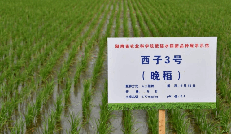 “西子3号”成为首个国审镉低积累水稻品种