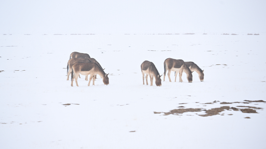 清清黄河丨风雪黄河源