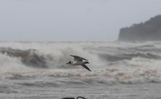 飓风埃塔肆虐中美洲多国沿海地区至少3人死亡