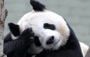 迫于经济压力 英国考虑明年将大熊猫送回中国