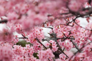 樱花陆续绽放 日本多地创历史最早开花纪录