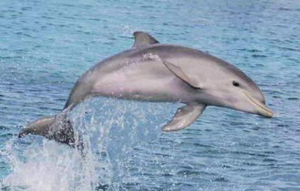 约200只海豚在加纳海岸搁浅 30只已被放归大海