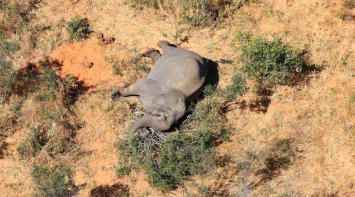 博茨瓦纳认定蓝藻细菌导致数百头大象死亡