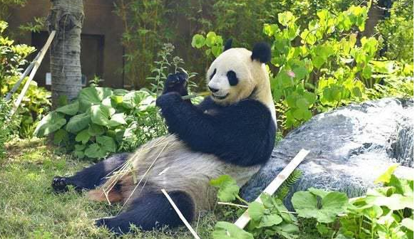 日本上野动物园宣布上月降生大熊猫为龙凤胎