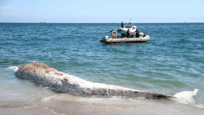 心痛！19米长鲸鱼在法国加来港搁浅后死亡