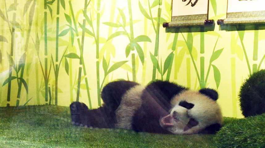 新加坡出生首只大熊猫宝宝叻叻首秀迎客