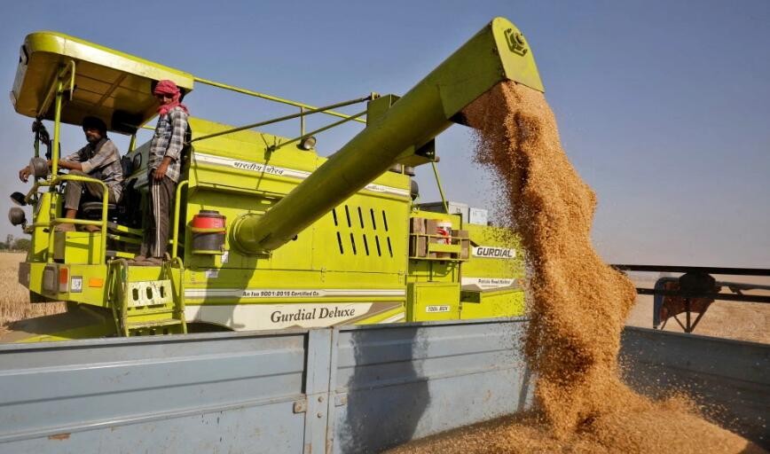 印度外贸总局发布公告对小麦出口实施临时禁令