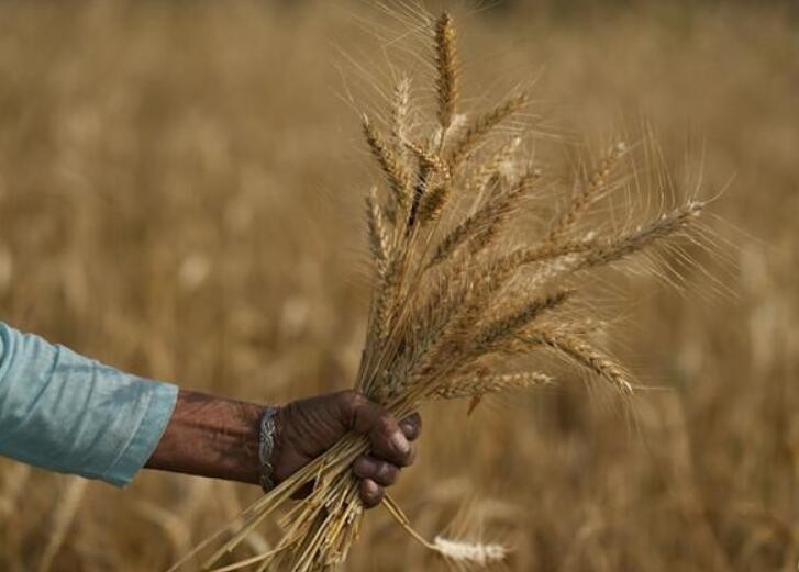 韩媒：韩国将制定对策应对印度小麦出口禁令