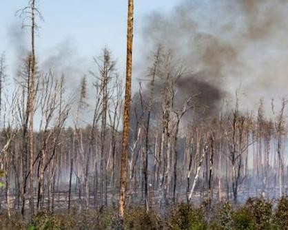 德国创纪录高温天气 勃兰登堡州引发森林火灾