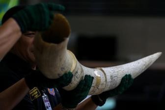 马来西亚破获史上最大象牙走私案 多达6000公斤