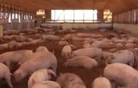日本栃木县出现猪瘟 将扑杀超5万头猪