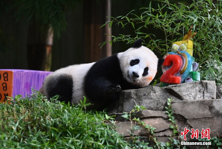 当地时间8月21日,旅美大熊猫幼崽“小奇迹”迎来两周岁生日。 <a target='_blank' href='/'>中新社</a>记者 陈孟统 摄 当地时间8月21日,旅美大熊猫幼崽“小奇迹”迎来两周岁生日。 <a target='_blank' href='/'>中新社</a>记者 陈孟统 摄