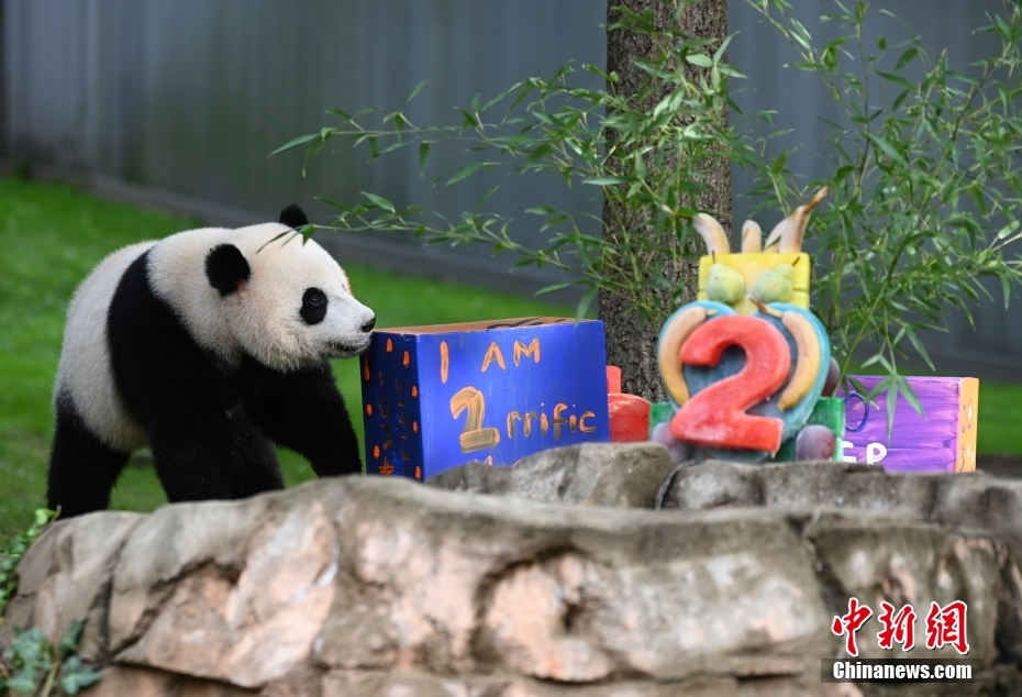 当地时间8月21日,旅美大熊猫幼崽“小奇迹”迎来两周岁生日。 <a target='_blank' href='/'>中新社</a>记者 陈孟统 摄 当地时间8月21日,旅美大熊猫幼崽“小奇迹”迎来两周岁生日。 <a target='_blank' href='/'>中新社</a>记者 陈孟统 摄
