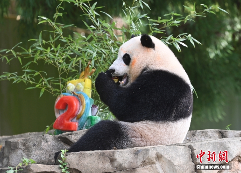 当地时间8月21日,旅美大熊猫幼崽“小奇迹”迎来两周岁生日。 <a target='_blank' href='/'>中新社</a>记者 陈孟统 摄 当地时间8月21日,旅美大熊猫幼崽“小奇迹”迎来两周岁生日。 <a target='_blank' href='/'>中新社</a>记者 陈孟统 摄
