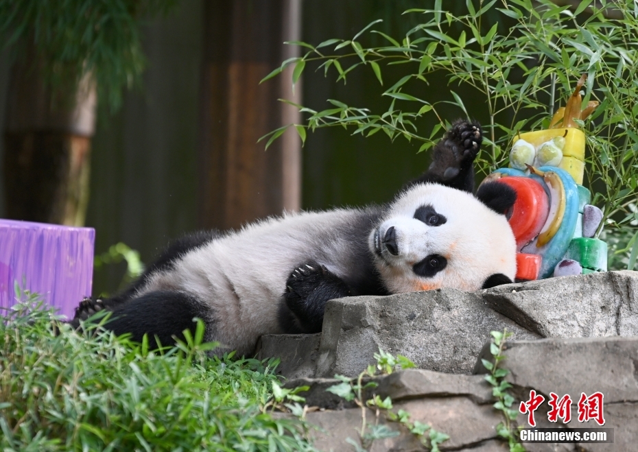 当地时间8月21日,旅美大熊猫幼崽“小奇迹”迎来两周岁生日。 <a target='_blank' href='/'>中新社</a>记者 陈孟统 摄 当地时间8月21日,旅美大熊猫幼崽“小奇迹”迎来两周岁生日。 <a target='_blank' href='/'>中新社</a>记者 陈孟统 摄