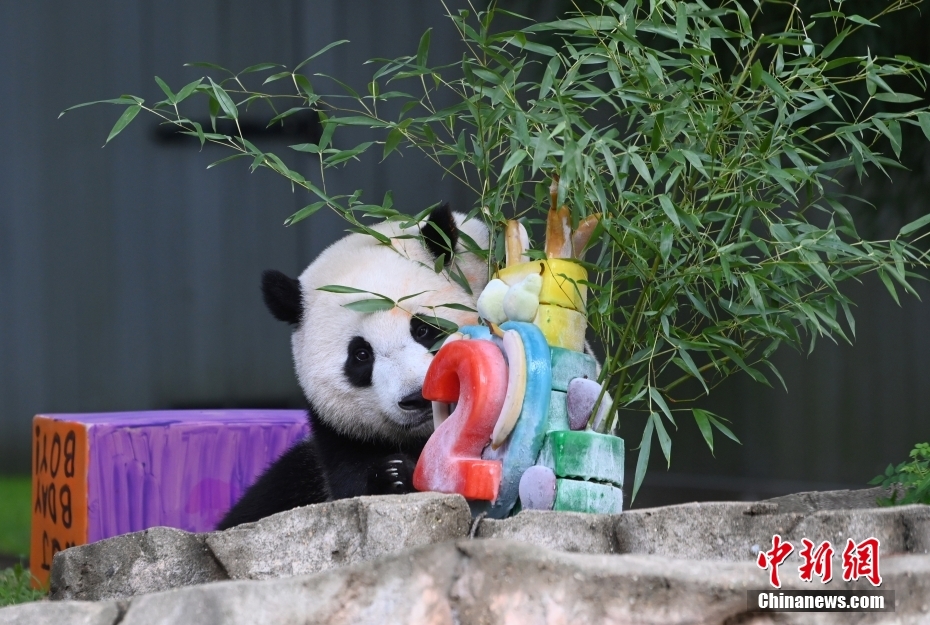 当地时间8月21日,旅美大熊猫幼崽“小奇迹”迎来两周岁生日。 <a target='_blank' href='/'>中新社</a>记者 陈孟统 摄 当地时间8月21日,旅美大熊猫幼崽“小奇迹”迎来两周岁生日。 <a target='_blank' href='/'>中新社</a>记者 陈孟统 摄
