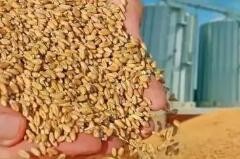 乌克兰已运出100万吨粮食 俄罗斯呼吁落实俄粮食出口协议