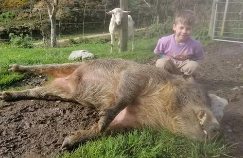 野猪侵扰社区事件增多 新西兰政府雇猎人杀野猪