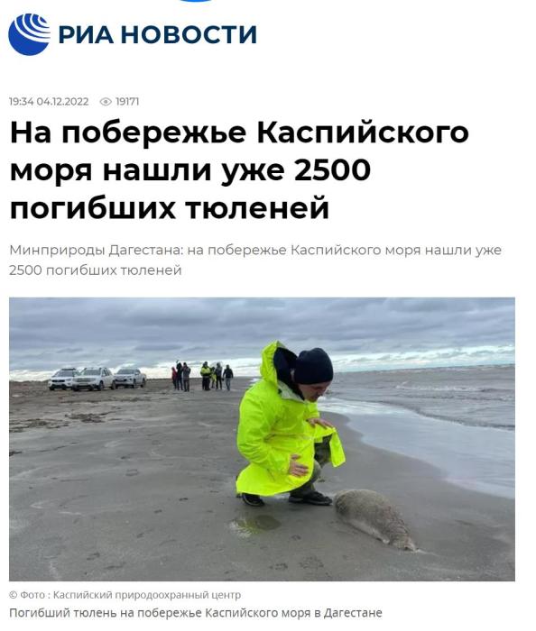 工作人员在查看海豹尸体。图片来源：俄新社报道截图