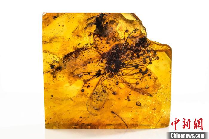 国际最新研究发现最大化石花距今近4000万年保存于琥珀