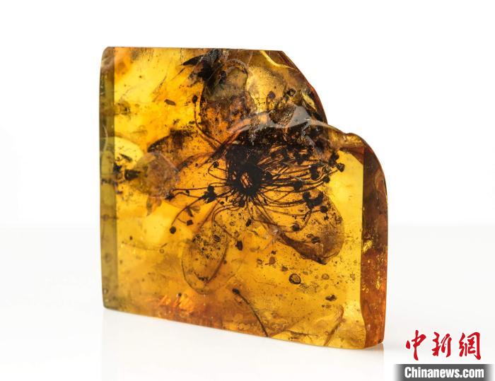包裹在波罗的海琥珀中迄今最大的化石花(图源:柏林自然博物馆Carola Radke)。 施普林格·自然 供图 包裹在波罗的海琥珀中迄今最大的化石花(图源:柏林自然博物馆Carola Radke)。 施普林格·自然 供图