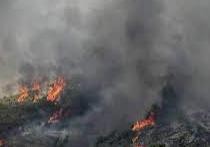 希腊野火肆虐致多人死：一飞机灭火时坠毁飞行员身亡