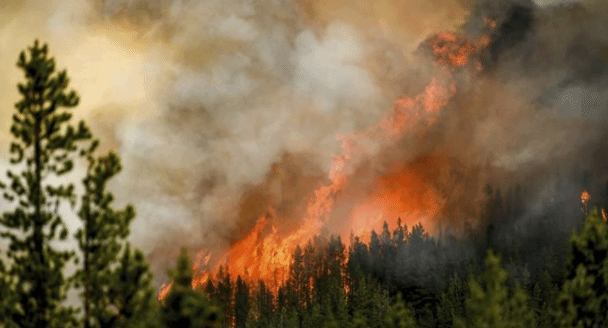 加拿大林火肆虐：过火面积超韩国国土 污染“前所未有”