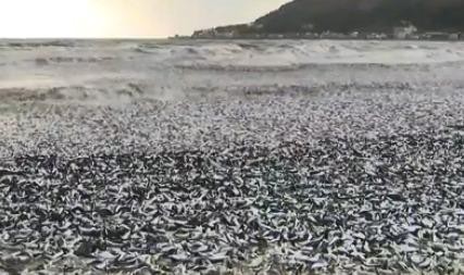 原因不明！日本北海道海岸现大量沙丁鱼尸体原因不明！日本北海道海岸现大量沙丁鱼尸体