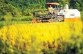 农业农村部：早稻收获基本结束增产趋势明显