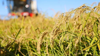 十万亩海水稻完成产量测评 平均亩产超千斤