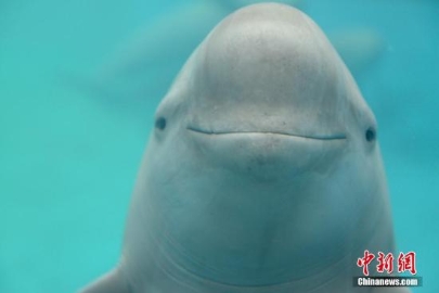 国家重点保护野生动物名录调整 长江江豚升级
