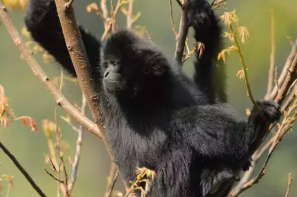 云南永德监测到10余只西黑冠长臂猿滇西亚种