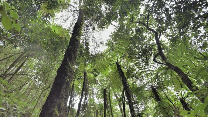 云南昌宁发现大规模恐龙时代“活化石”桫椤群