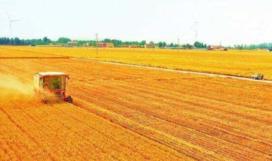 农业农村部下沉一线包省包片夺夏粮小麦丰收行动全面展开