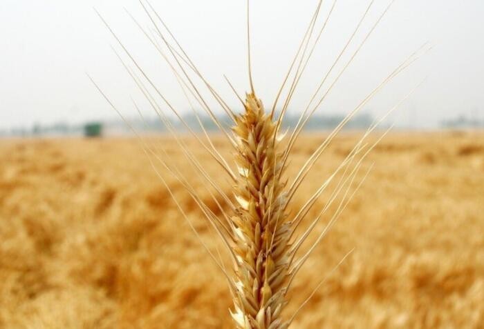 中央财政预拨16亿元重点支持小麦防灾稳产 
