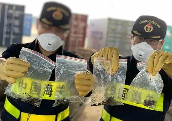 今年一季度 海关截获检疫性有害生物1.39万次